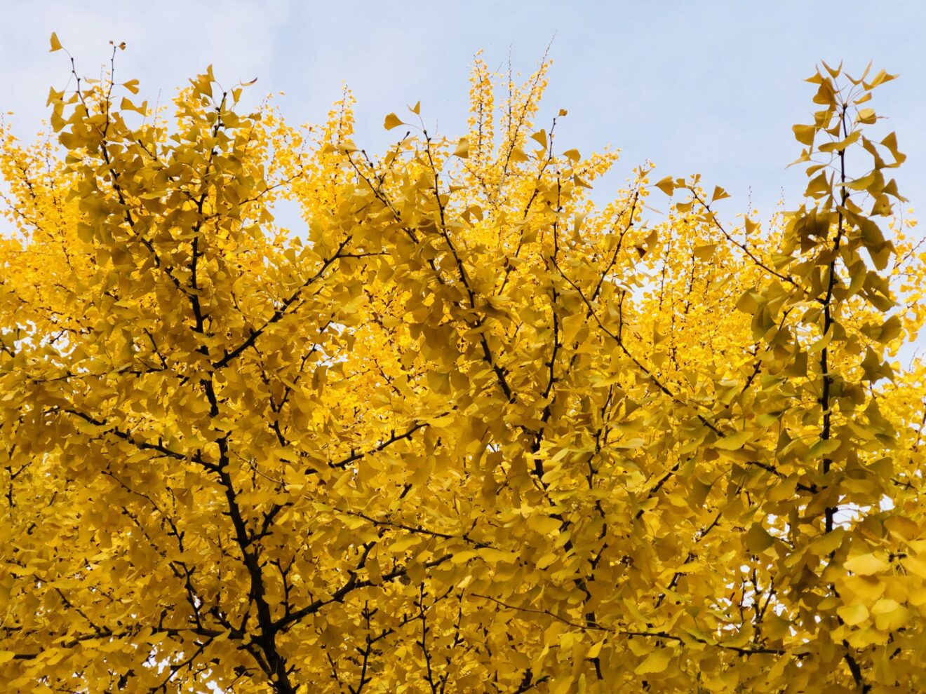 Picture of yellow gingko biloba leaves in autumn season Don't tell my sisters