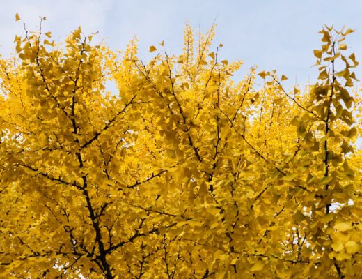 Picture of yellow gingko biloba leaves in autumn season Don't tell my sisters