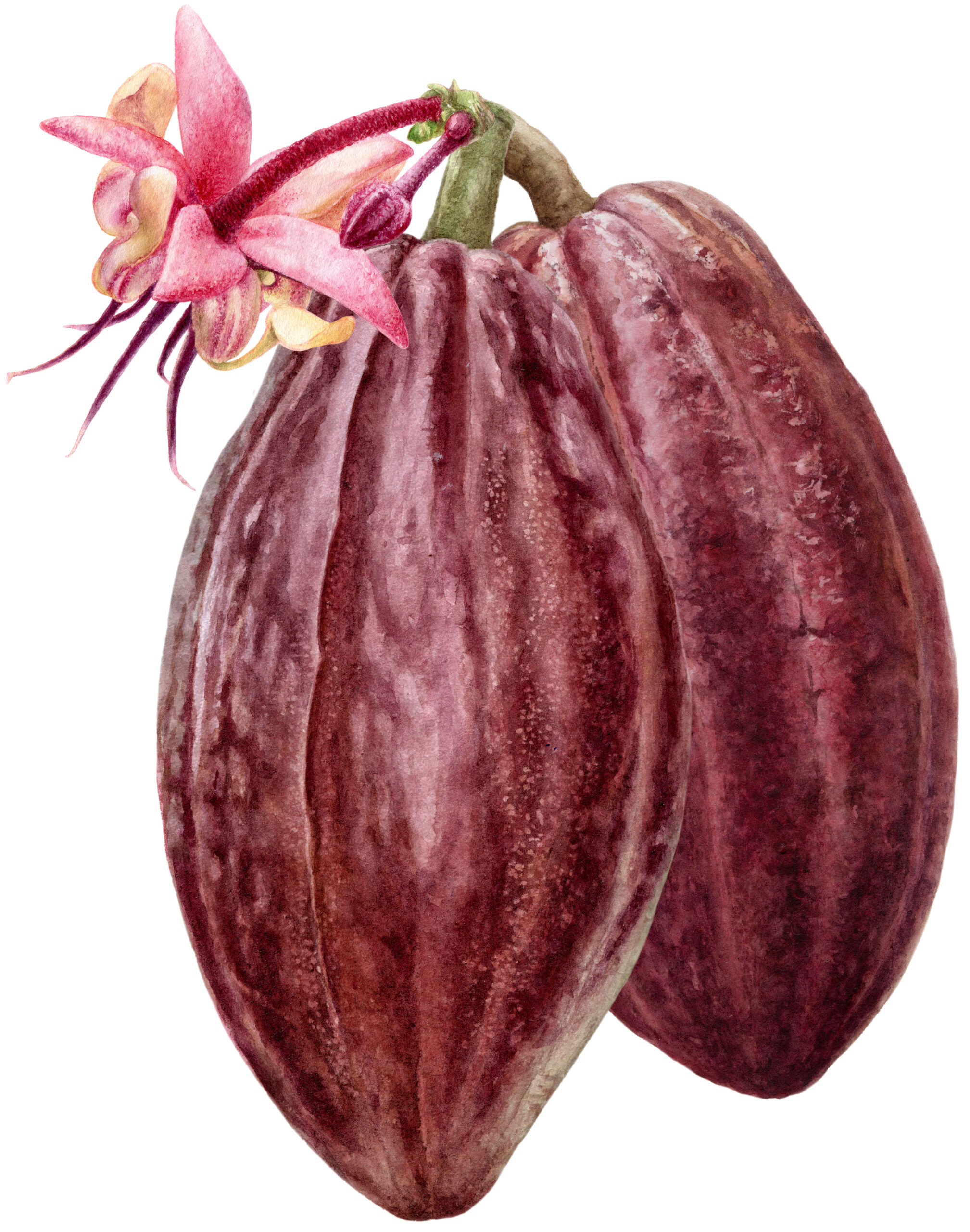 Drawing of a cacao pod