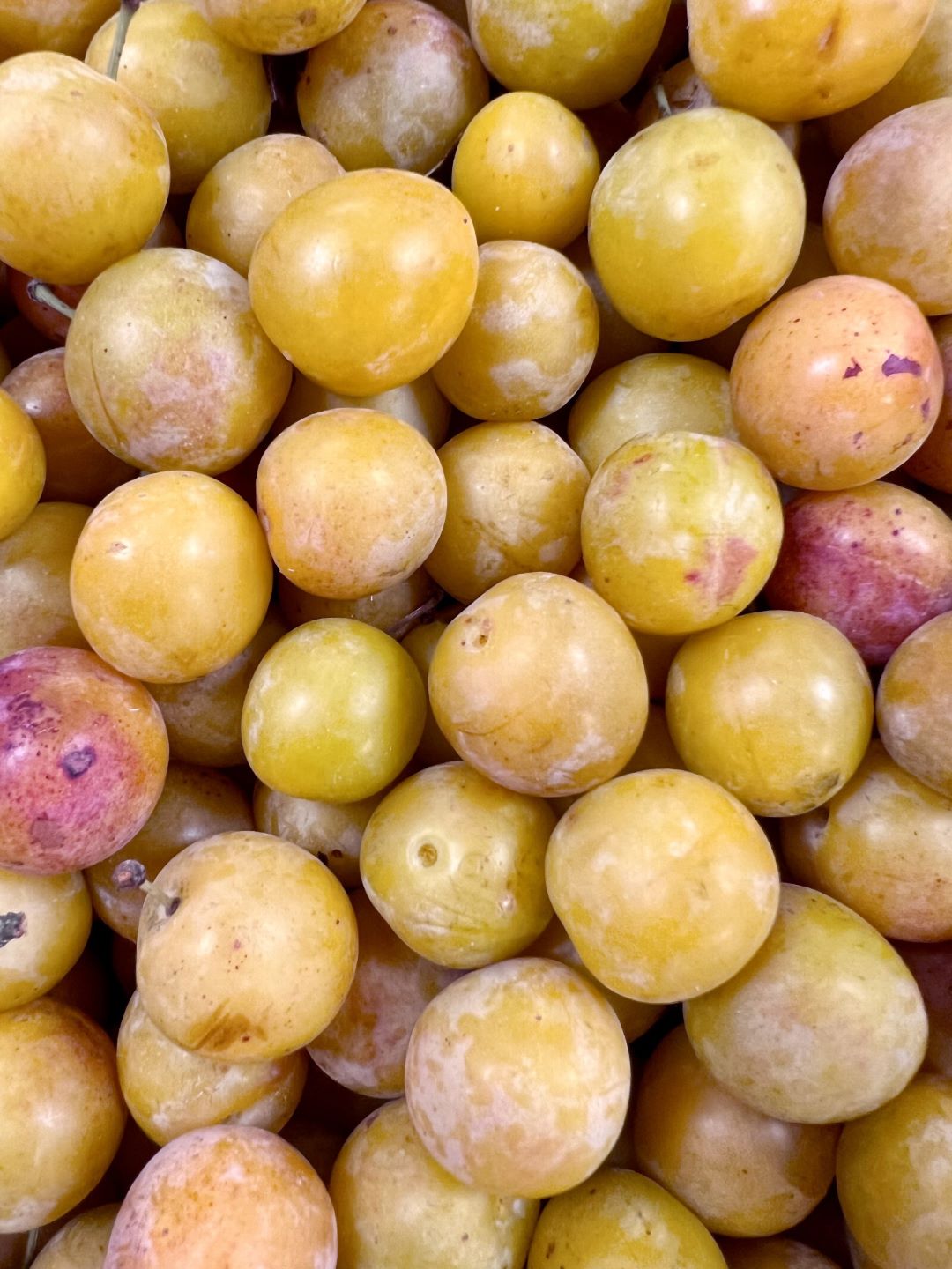 Picture of fresh mireballe plums from the market by Don't tell my sisters