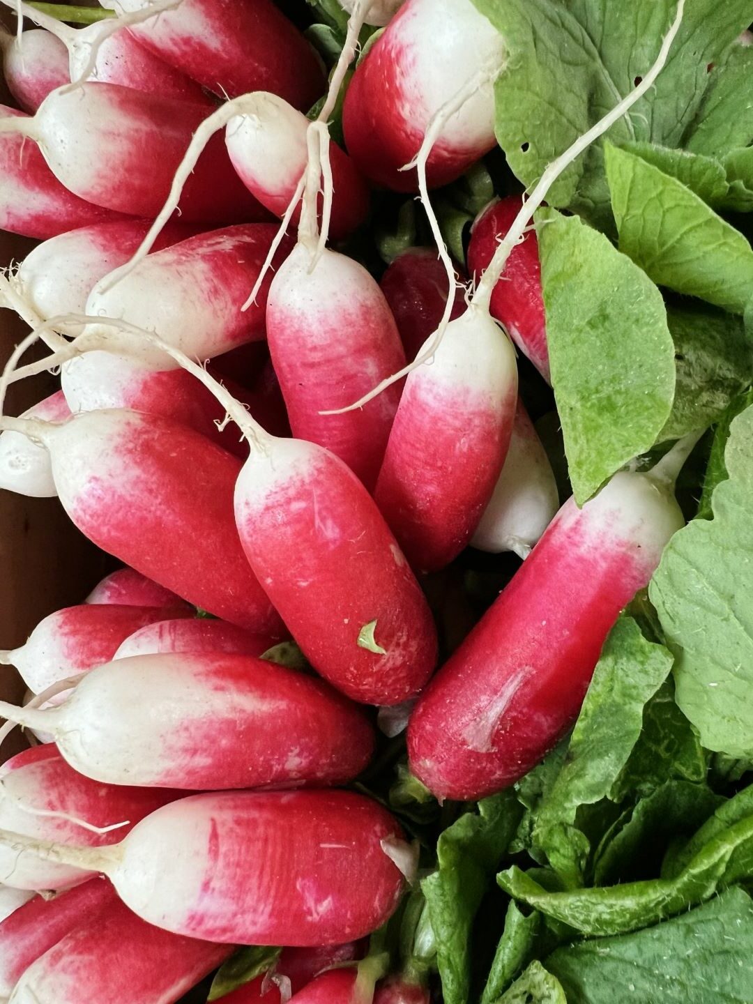 Picture of fresh radish from the market by Don't tell my sisters